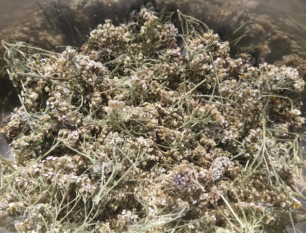 Akantupakilla / Earthling Companion Yarrow, sound installation, detail, 2019.