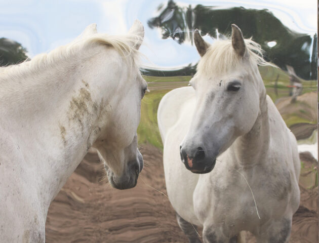 Com Scire, site-spesific work. Photo by Elina Teitti. Com Scire, site-spesific work. Photo by Elina Teitti.