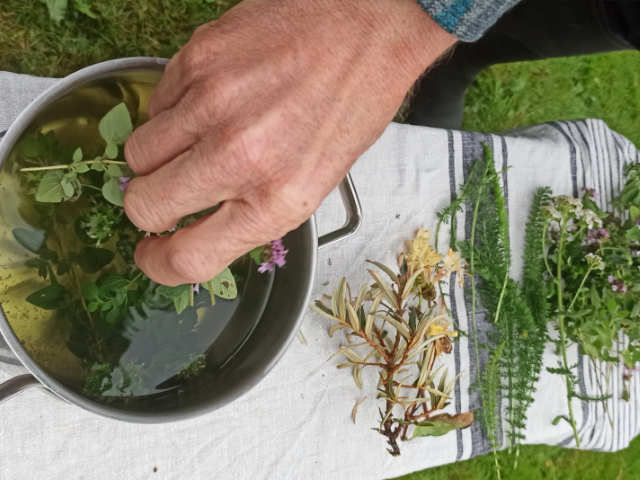 Preparing_wild_oregano